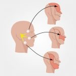diagram of the trigeminal nerve sensory territory