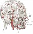 illustration from grays anatomy of temporal arteries